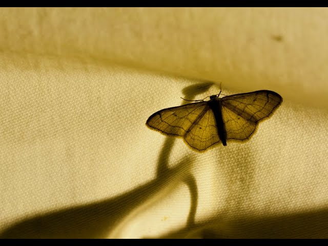 4+ Easy-to-Make DIY Pantry Moth Traps