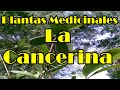 Medicinas naturales , la cancerina y sus propiedades