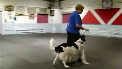 Judy and Sabre - "When Irish Eyes are Smiling"