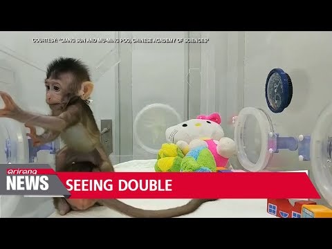 Video: Chinese Geneticists Have Cloned Monkeys - Alternative View