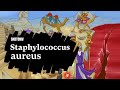 Learn about staphylococcus aureus  sketchy medical usmle step 1