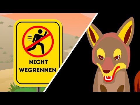 Video: Wann sind Kojoten am aktivsten?