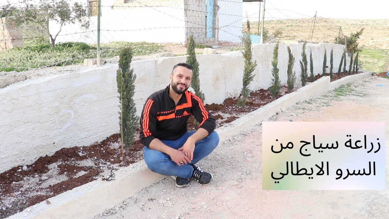 زراعة سياج من اشجار السرو الايطالي