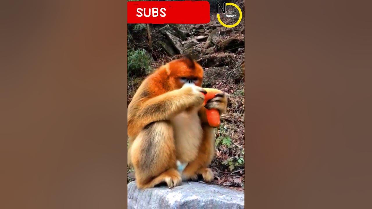 Who is the most friendliest monkey species to humans? 人間に最も友好的なサルの種は? shorts funnyanimals 