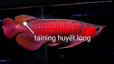 Taining  huyết long trại cá rồng  hồng anh  royal red