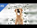 #81 FUNNY PETS / СМЕШНЫЕ ВИДЕО 2021 / Я РЖАЛ ПОЛЧАСА / СМЕШНЫЕ ЖИВОТНЫЕ