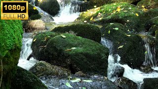 ❤the beautiful sound of the river flowing over the green rocks and the song of the bung