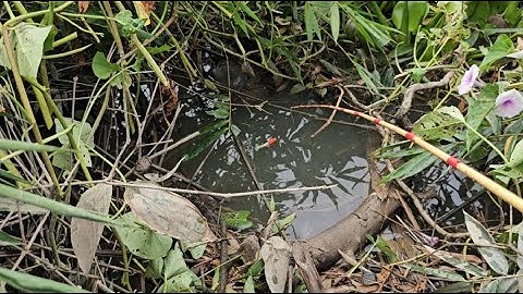 Tập 80 : ổ cá rô đồng lớn ở đây câu đã thiệt 