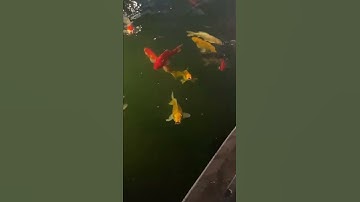 Cá Trê Hồng Khổng Lồ Làm Mẹ Của Đàn Cá Chép Nhật Đã Lộ Diện #shorts