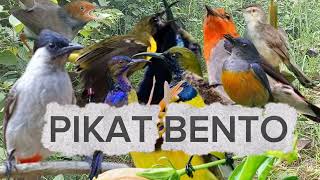 Mp3 Pikat Racikan Terbaik Untuk Segala Jenis Burung