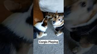 Corgis Playing
https://www.youtube.com/c/CwapThePlatinumOne?sub_confirmation=1
LIKE, SUBSCRIBE AND RING THE BELL FOR MORE DOGGY SHORTS Corgis Playing