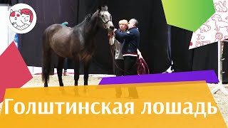 ЛОШАДИ Голштинская порода ЭКВИРОС 2016 на ilikepet ЛОШАДИ Голштинская порода ЭКВИРОС 2016 на ilikepet