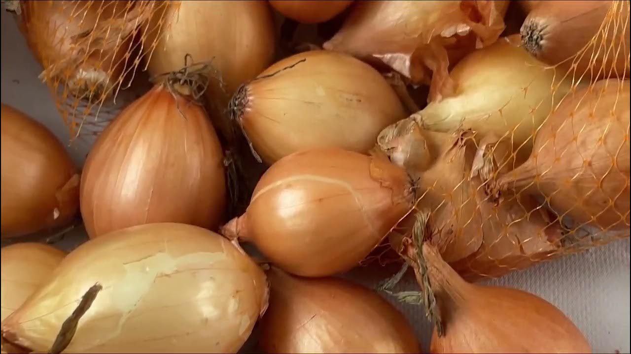 Лук севок золотистый семко 2023 - YouTube