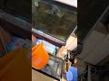 自家産スッポンと自家産錦鯉