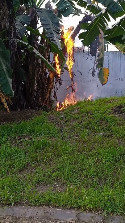 bakar pohon pisang