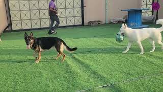 Outdoor Adventures 🐾 Lilly &amp; Iris’ Happy Holiday Playtime!