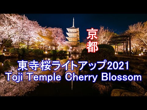 京都 東寺桜ライトアップ21 Kyoto Toji Temple Cherry Blossom Light Up Youtube