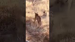#wildlife #dominance #life #tigers #nature