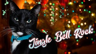 Jingle Bell Rock  Cover Gatos