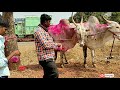 || संकेश्वर बाजारातील व्यापार झालेल्या जोड्या आणी किंमती पहा || Cattle Market Sankeshwar Karnatak ||