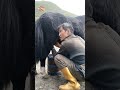 غول مهربان کوه های تبت حیات وحش