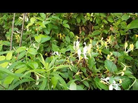 Honeysuckles (Lonicera, /lɒˈnɪsərə/; syn. Caprifolium Mill - Invasive