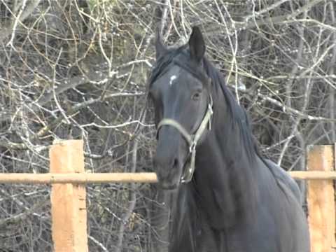 Видео: Орловский жеребец Дротик