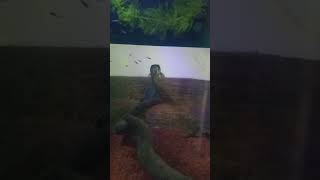 Musim Hujan Musim Kawin Ya