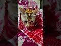 koina Amar Dhunia 😍 #like #cat #shortvideo #viralvideo