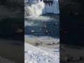 CHILLIN' DUCKS #2 #duck #water #snow #quack #nature #city