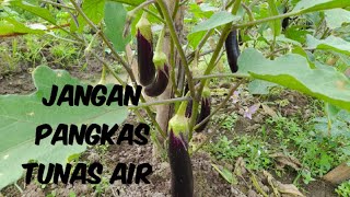 tanaman terong tanpa pangkas tunas air terbukti produktif
