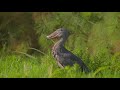 Shoebill at Mabamba Wetlands, Lake Victoria, Uganda, December, 2021.