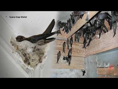 suara-inap-walet