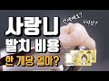 사랑니 발치 비용 완벽하게 정리합니다, 보험료 적용법! (feat.V라인 생기나요?)