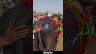 😲🐂 Dekhiye Qurbani Ka Bada Padda | Bakra Eid Special 2026 🕌❤️ #shorts #eiduladha #eid #trending