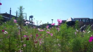 秋桜
