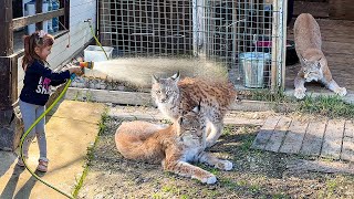 РЕАКЦИЯ ГИГАНТСКОГО МИНИПИГА И РЫСИ НА ДУШ / Бобкэт Руфус полюбил кресло