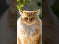 Why Your Cat Slowly Blinks At You (It's Not What You Think) #cat #catbehavior #livingwithcats