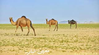 يا راكبٍ من فوق ستن وستعشر - محمد الشاطري|| كلمات: محمد بن سعود الربيعي (حصرياً)