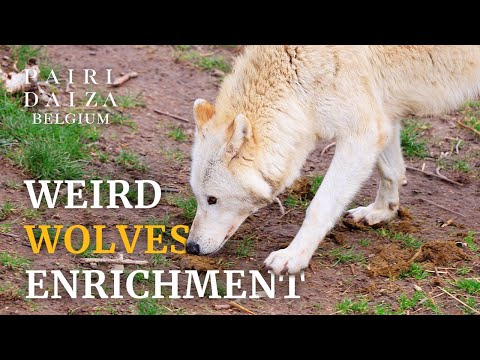 🐺 Enrichissement Insolite : Des Crottes d’Éléphants pour les Loups !