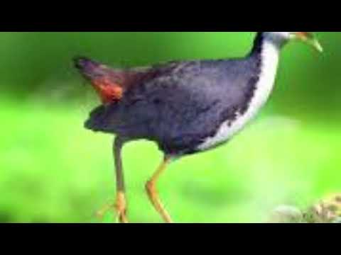 Tiếng Quốc Trống Cục đá Rút Bổi đá Mạnh