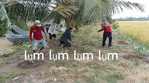 Lần thứ 4 theo anh em bắt chuột mùa gặt lúa đồng trừơng khánh