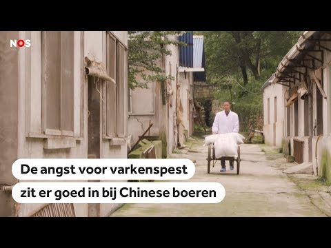 Video: Varkensziekte Overschrijdt Continenten, Uitbraak Treft Amerikaanse Varkens