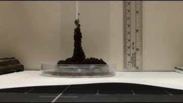 Fire Ants Craft Mini 