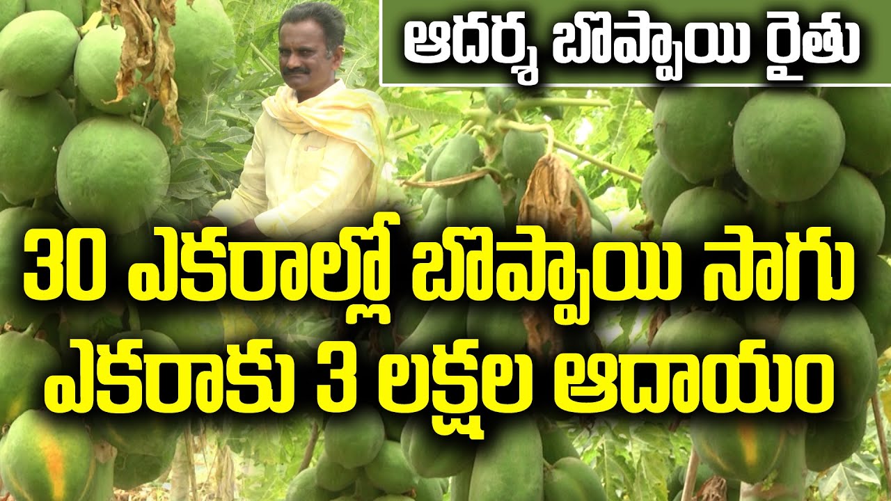 30 ఎకరాల్లో బొప్పాయి సాగు || ఎకరాకు 3 లక్షల ఆదాయం || ఆదర్శ బొప్పాయి రైతు || Karshaka Mitra