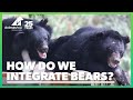 How and why do we integrate rescued bears?