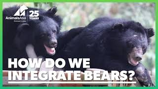 How and why do we integrate rescued bears?