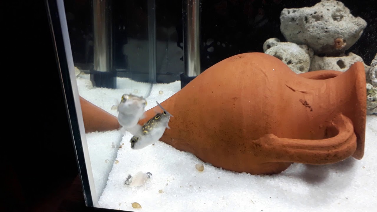 PUFFER BALIĞI HAKKINDA BİLGİ....