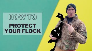 The importance of a guard goose | How we protect our chickens
