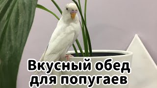 ВКУСНЫЙ ОБЕД ДЛЯ ПОПУГАЕВ